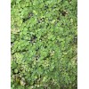 10 oz Full With Duckweed + Salvinia Plant Easy Live