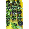 Fresh Organic SEMILLAS DE ALCAPATE  ANCHO CULANTRO RECAO/ALCAPATE RECAO SEEDS, Ngo Gai - 500++ Seeds