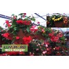 ILUVUMOREI 10 Pack 24" 4 Wire Steel Hook Hanger, Gardening