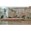 Feathersmart Horizontal Millet Holder