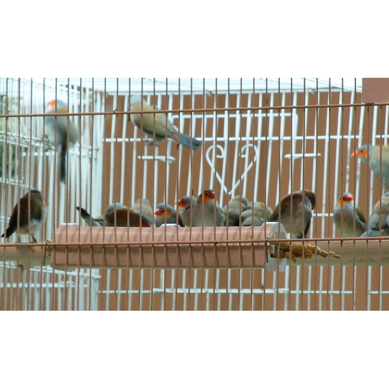 Feathersmart Horizontal Millet Holder