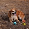 Messy Mutts Totally Pooched Huff'n Puff Ball | 2.5” TPR