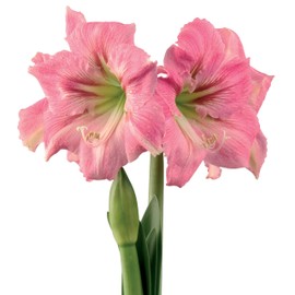 Hadeco Amaryllis Flower Bulbs, 3 Bulbs of Candy Floss Amaryllis Flower, Easy to Grow Live Indoor Flower, Beautiful Pink Amaryllis, Gift for Holidays, Housewarming, Office, Home, and Room Decor