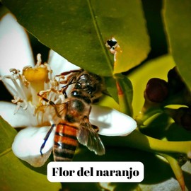 Orange Blossom Honey from Spain - Orange Honey - Premium Quality - Natural Product - Cold Spun - Unfiltered - Fruity Taste of Citrus Fruit, Size: 500 ml, Flavour: Orange