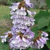 CHUXAY GARDEN 1 oz Seeds (Approx 95162 Seeds) Paulownia Fortunei,Dragontree,Dragon