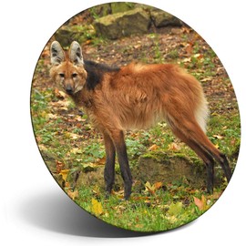 Destination Vinyl ltd Magnet for Refrigerator, Fridge - Cute Maned Wolf Dog Animal for Office, Cabinet and Whiteboard, Magnetic Stickers, 3451