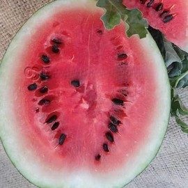 Organic Sugar Baby Watermelon Seeds - 2 g ~25 Seeds - Non-GMO, Open Pollinated, Heirloom, Vegetable Gardening & Fruit Seeds