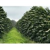 Hawaiian Queen Coffee 100% Kona Coffee Whole Beans- Private Reserve