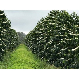 Hawaiian Queen Coffee 100% Kona Coffee Whole Beans- Private Reserve Full City Roast (16 oz)