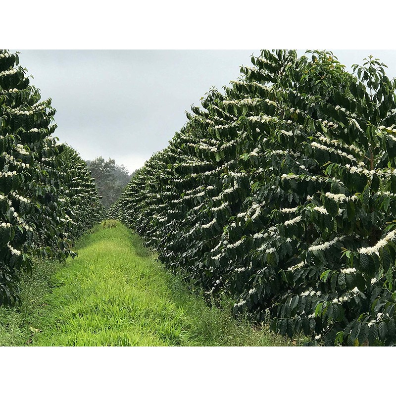 Hawaiian Queen Coffee 100% Kona Coffee Whole Beans- Private Reserve