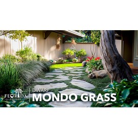 Dwarf Mondo Grass | 3 Large 4 Inch Pots | Ophiopogon Japonicus Nanus | Live Evergreen Shade Loving Groundcover