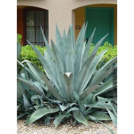 Agave americana | Sentry or Century Plant | Maguey | American Aloe | 10_Seeds
