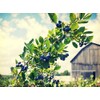 FruitCeuticals Organic Blueberry Powder Made with 100% Whole Fruit Wild