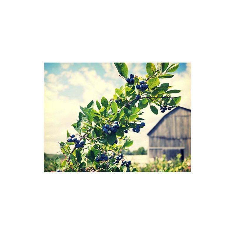 FruitCeuticals Organic Blueberry Powder Made with 100% Whole Fruit Wild