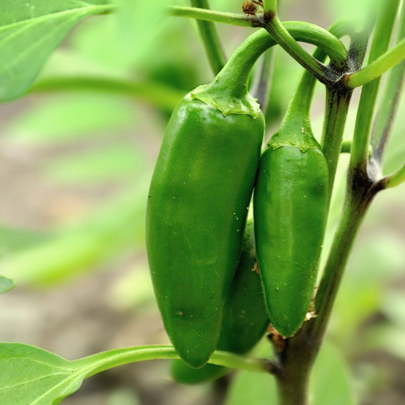 Bonnie Plants Hot Banana Pepper 19.3 oz. 4-pack, Yellow