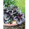 Perennial Farm Marketplace Ajuga r. 'Black Scallop' (Bugle Weed) Live