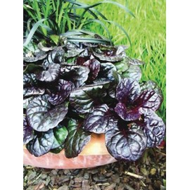 Perennial Farm Marketplace Ajuga r. 'Black Scallop' (Bugle Weed) Live Perennial, Size-Quart, Groundcover, Spring Blooming, Zones: 4-11