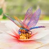UNIPOP Dragonfly & Flower Pop Up Card, Birthday Card for