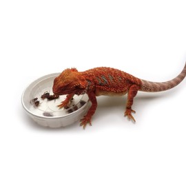 Feeder Cups, Large 5" x 1-1/4", 3 Each