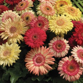 Outsidepride Strawberry Twist Mix Gerbera Seeds - 10 Pcs Perennial, Compact & Low Maintenance, Flower Seeds for Planting w/Semi-Double Blooms, Ideal for Garden Landscaping & Cut Flower Arrangements