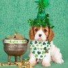 Whaline 2Pcs St. Patrick's Day Dog Bandana Double-Sided Green Shamrock