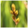Everwilde Farms - 250 Bebb's Oval Sedge Native Grass Seeds