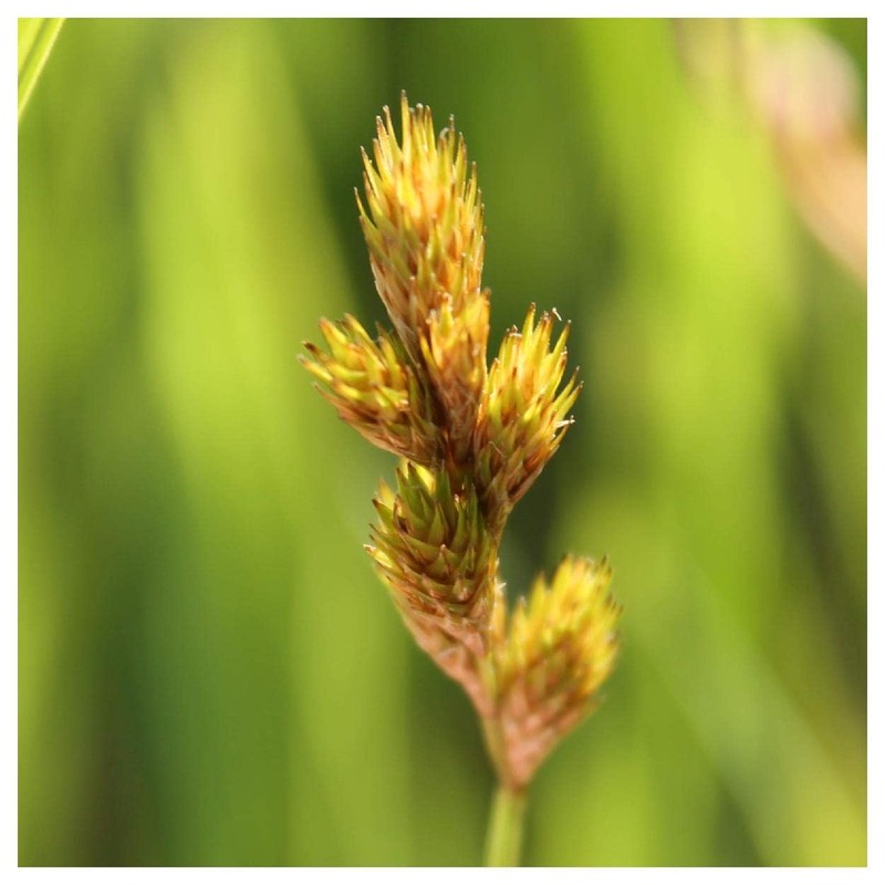 Everwilde Farms - 250 Bebb's Oval Sedge Native Grass Seeds
