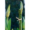 SuperMoss (22051) Moss Stakes Preserved, Fresh Green, 24" (6 pack)
