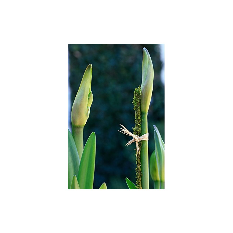 SuperMoss (22051) Moss Stakes Preserved, Fresh Green, 24" (6 pack)