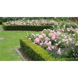 Abelia Grandiflora Francis Mason - 10 Live Plants - Flowering Deer Resistant Butterfly Attracting Shrub