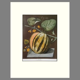 Melons - Matted Botanical Print, Plate 64, Pomona Britannica, G. Brookshaw