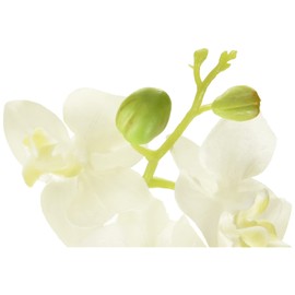 Tokyodo FM005189-001 Artificial Flowers MAGIQ Reina Faleno, White, Flower Diameter 2.0 - 2.2 x 11.8 inches (5 - 5.5 x 30 cm)