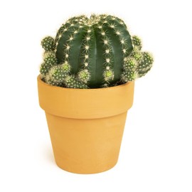 Cactus Plants Live in Clay Cactus Plant Pot, Live Cactus Potted in Cactus Soil Potting Mix, Live Mini Cactus Succulents Plants Live Cacti, Cactus Live Succulents in Succulent Pot by Plants for Pets