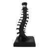 Ebros Gift Gothic Ossuary Black Vertebrae Back Bones Spine Skeleton