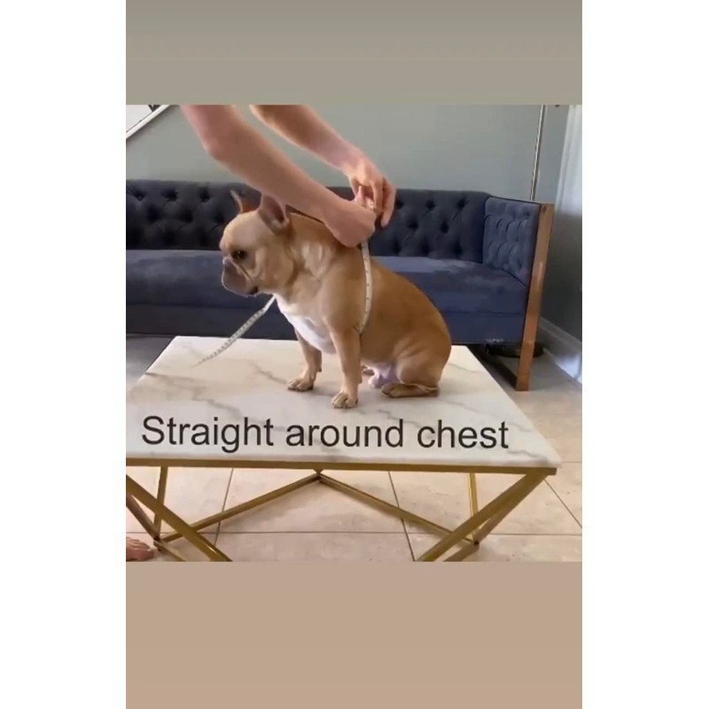 BULLHUG Harness – Made for Larger Chested Dogs Like English