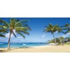 Yeele 20x10ft Seaside Backdrop for Photography Sandy Beach Palm Trees