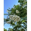 White Flowering Ornamental Crepe Myrtle Trees - Quart Containers -