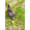 Lixit Chicken Toy One Size