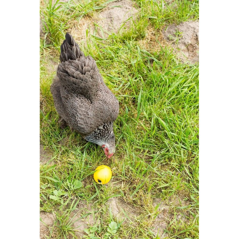 Lixit Chicken Toy One Size