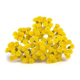 US Organic Helichrysum Essential Oil, USDA Certified Organic, Steam Distilled, Sourced from The Balkan Peninsula, High end Essential Oil (5 ml)