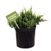 American Plant Exchange Live Parsoni Juniper – 10-Inch Pot –