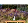 EuroSpa Aromatics Pure Eucalyptus Oil ShowerMist and Steam Room Spray,