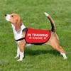 HOLLP Training Dog Jacket Vest In Training Ignore Dog Vest