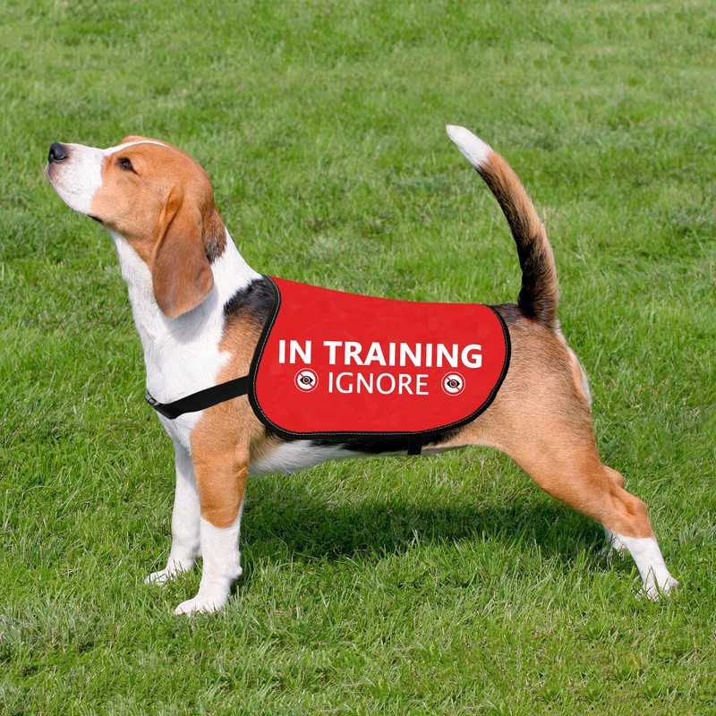 HOLLP Training Dog Jacket Vest In Training Ignore Dog Vest