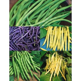 Bean Seeds - Ultimate Bush Bean Collection - 5 Varieties, 100-120 Canadian Heirloom Seeds, Blue Lake, Harvester, Royal Burgundy, Pencil Pod, Golden Butterwax - Mixed Seeds