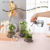 WHJY 6 inches Glass Cloche for Indoor Plants Small Terrarium