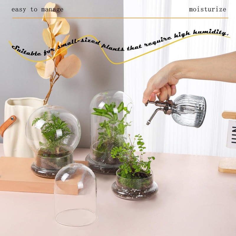 WHJY 6 inches Glass Cloche for Indoor Plants Small Terrarium