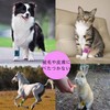 Edostree ペットフレックス 粘着包帯 自着性伸縮包帯 弾力包帯 バンテージ ペット 犬 猫 伸縮