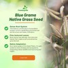 Outsidepride Blue Grama Native Grass Seed - 1 lb. Perennial,