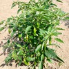 Shishito Pepper 70 Seeds, Japanese Heirloom Peppers, Shishitōgarashi, Non-GMO Japanese